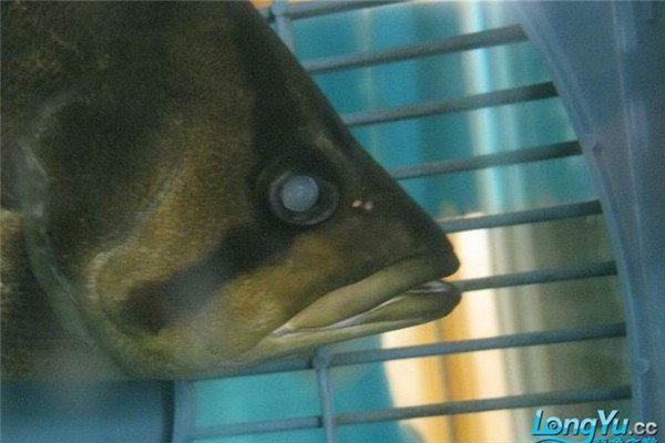 虎魚的眼睛有一層白膜