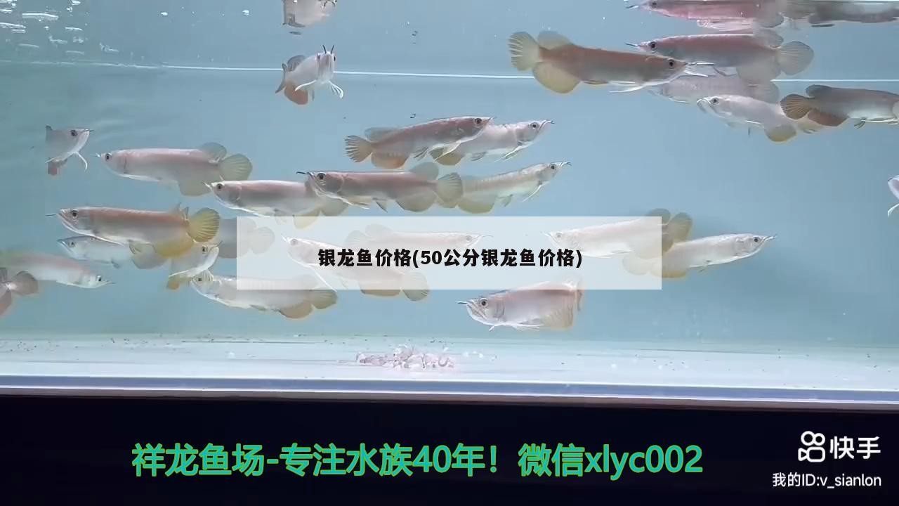 紅龍魚炸鱗怎么治療，紅龍魚炸鱗怎么辦 紅龍魚炸鱗怎么治療，紅龍魚炸鱗怎么辦 龍魚百科 第2張