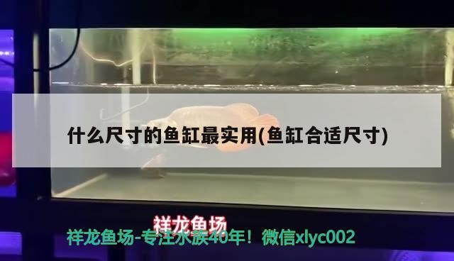什么尺寸的魚缸最實用(魚缸合適尺寸)