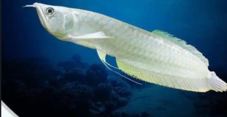 銀龍魚內(nèi)蒙眼怎么辦：銀龍魚內(nèi)蒙眼水質改善方法