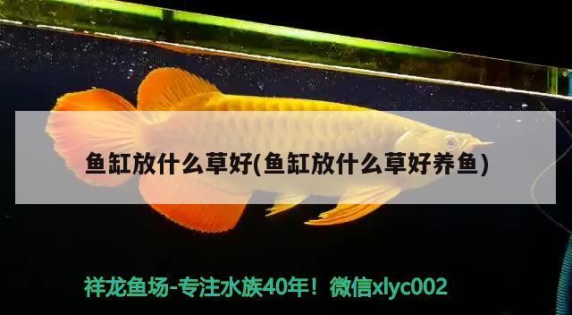 銀龍魚和什么魚混養最好圖片欣賞(銀龍魚跟什么魚混養最好)