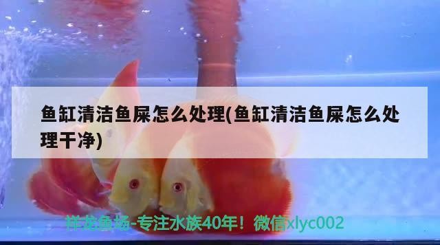 銀龍魚和什么魚混養最好圖片欣賞(銀龍魚跟什么魚混養最好)