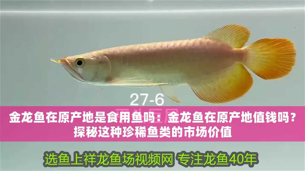 金龍魚在原產(chǎn)地是食用魚嗎：金龍魚在原產(chǎn)地值錢嗎？探秘這種珍稀魚類的市場(chǎng)價(jià)值
