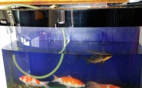 魚缸過(guò)濾怎么改：魚缸過(guò)濾器維修