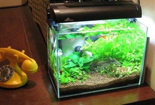 魚缸內養(yǎng)什么魚招財：魚缸擺放方位的風水講究,如何選擇招財魚種？