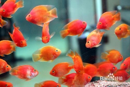魚缸內養(yǎng)什么魚招財：魚缸擺放方位的風水講究,如何選擇招財魚種？