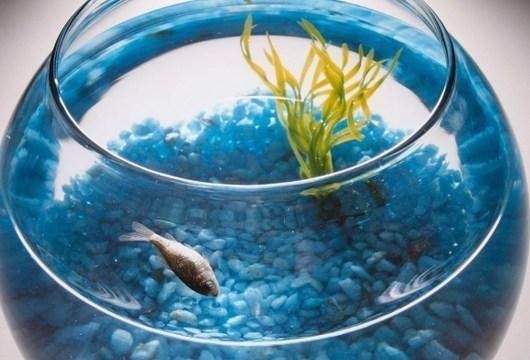 魚缸內養(yǎng)什么魚招財：魚缸擺放方位的風水講究,如何選擇招財魚種？