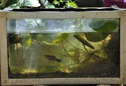 魚缸內養(yǎng)什么魚招財：魚缸擺放方位的風水講究,如何選擇招財魚種？