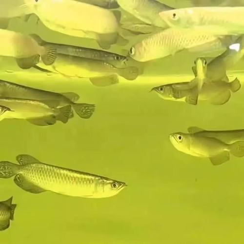 金龍魚魚苗多少錢一斤,品質之選!