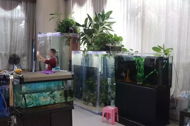 神仙魚的起源與分布：埃及神仙魚的起源與分布