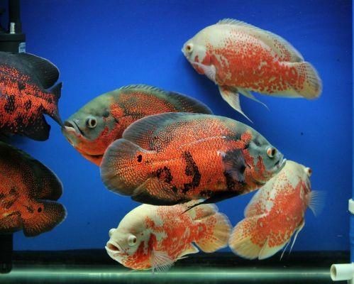 觀賞魚缸晚上需不需要關燈（觀賞魚缸在晚上需要關燈嗎？） 觀賞魚缸晚上需不需要關燈（觀賞魚缸在晚上需要關燈嗎？） 魚缸百科 第3張