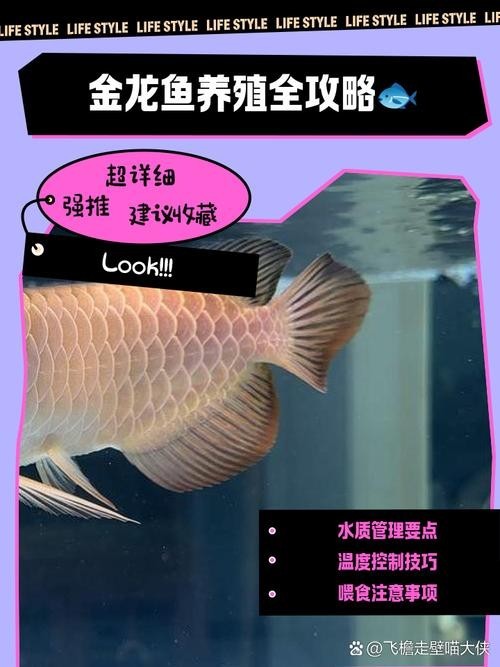 金龍魚高背和過背是什么意思圖片對(duì)比 金龍魚高背和過背是什么意思圖片對(duì)比 龍魚百科 第13張