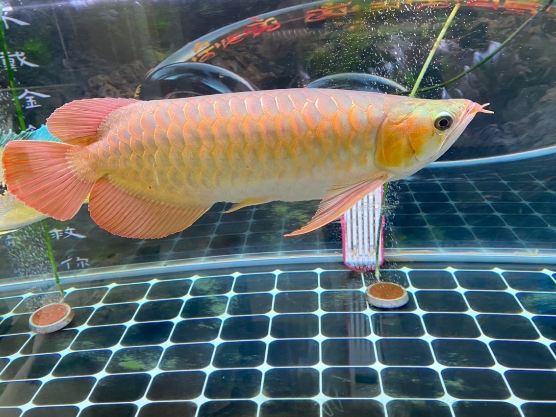 天氣太熱了，魚都不喜歡動了[lenghan] 天氣太熱了，魚都不喜歡動了[lenghan] 龍魚論壇 第7張
