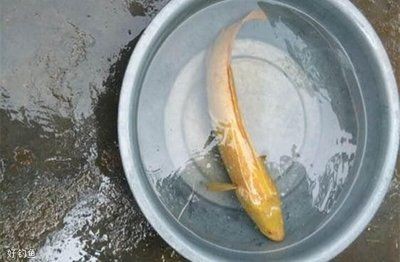 黑魚魚缸要增氧嗎視頻（黑魚魚缸是否需要增氧以及如何增氧）