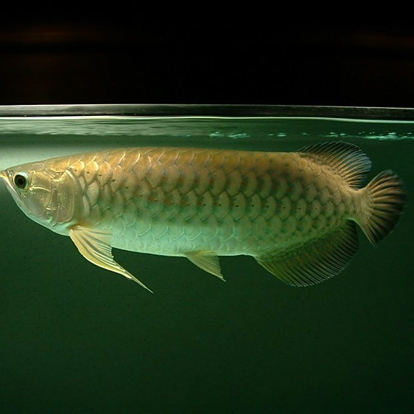 紅眼招財龍百度百科 紅眼招財龍百度百科 龍魚論壇 第2張