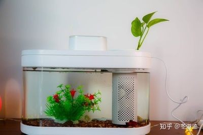花盆魚(yú)缸適合養(yǎng)什么魚(yú)（花盆魚(yú)缸中養(yǎng)在魚(yú)缸中的中上層魚(yú)適合養(yǎng)在魚(yú)缸中的中上層魚(yú)）
