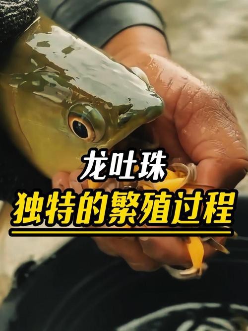 金龍魚張嘴圖片高清