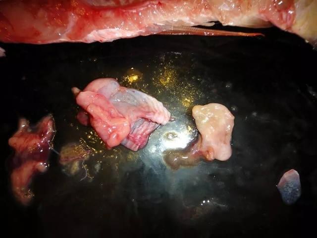 金龍魚張嘴圖片高清