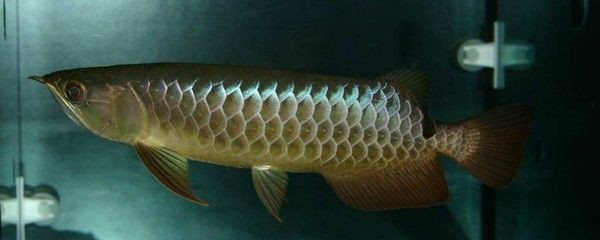 金龍魚一般多久換一次水啊,如何判斷金龍魚的換水頻率 龍魚百科 第1張 金龍魚一般多久換一次水啊,如何判斷金龍魚的換水頻率 金龍魚一般多久換一次水啊,如何判斷金龍魚的換水頻率 龍魚百科 第1張