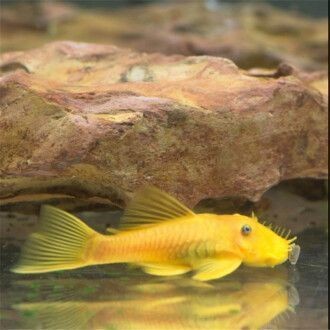 金龍魚紅眼和黑眼區(qū)別在哪，金龍魚紅眼與黑眼的區(qū)別