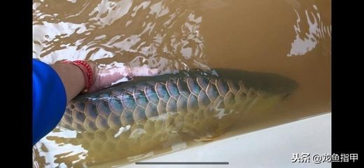 過(guò)背龍魚多大開(kāi)始發(fā)色：過(guò)背龍魚通常在一歲左右開(kāi)始發(fā)色