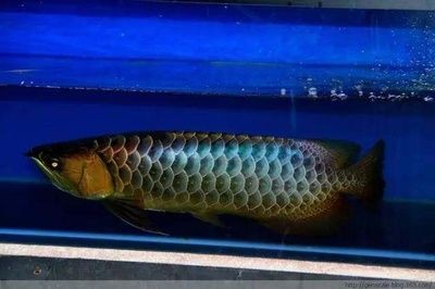 過(guò)背龍魚多大開(kāi)始發(fā)色：過(guò)背龍魚通常在一歲左右開(kāi)始發(fā)色