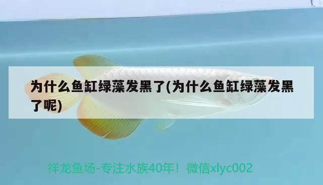 銀龍魚怎么養，銀龍魚怎么喂養技巧，銀龍魚怎么養，怎么喂養技巧