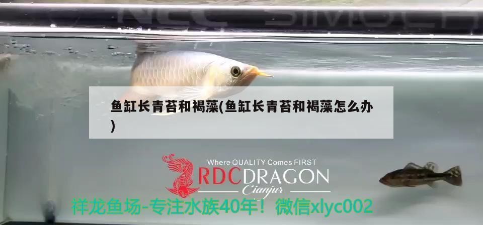銀龍魚怎么養，銀龍魚怎么喂養技巧，銀龍魚怎么養，怎么喂養技巧
