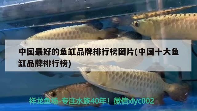 銀龍魚身上潰爛怎么辦啊用什么藥（銀龍魚身體潰爛怎么辦）