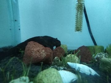 熱帶觀賞魚養殖技巧：廣東熱帶觀賞魚養殖技巧