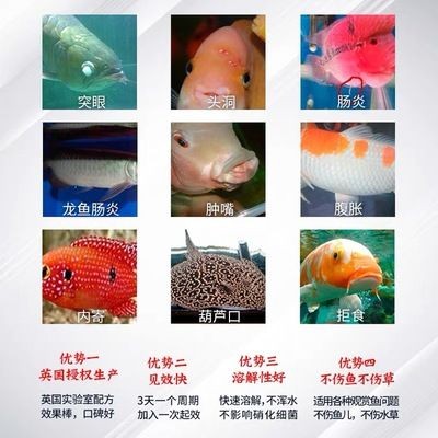龍魚怎么預防腸炎發病：如何預防龍魚腸炎