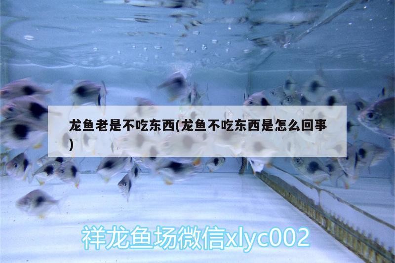 銀龍魚產(chǎn)卵（銀龍魚產(chǎn)卵代表什么）