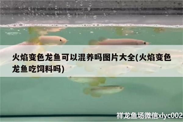 銀龍魚產(chǎn)卵（銀龍魚產(chǎn)卵代表什么）