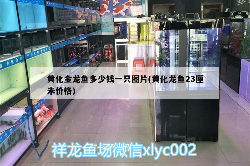銀龍魚產(chǎn)卵（銀龍魚產(chǎn)卵代表什么）