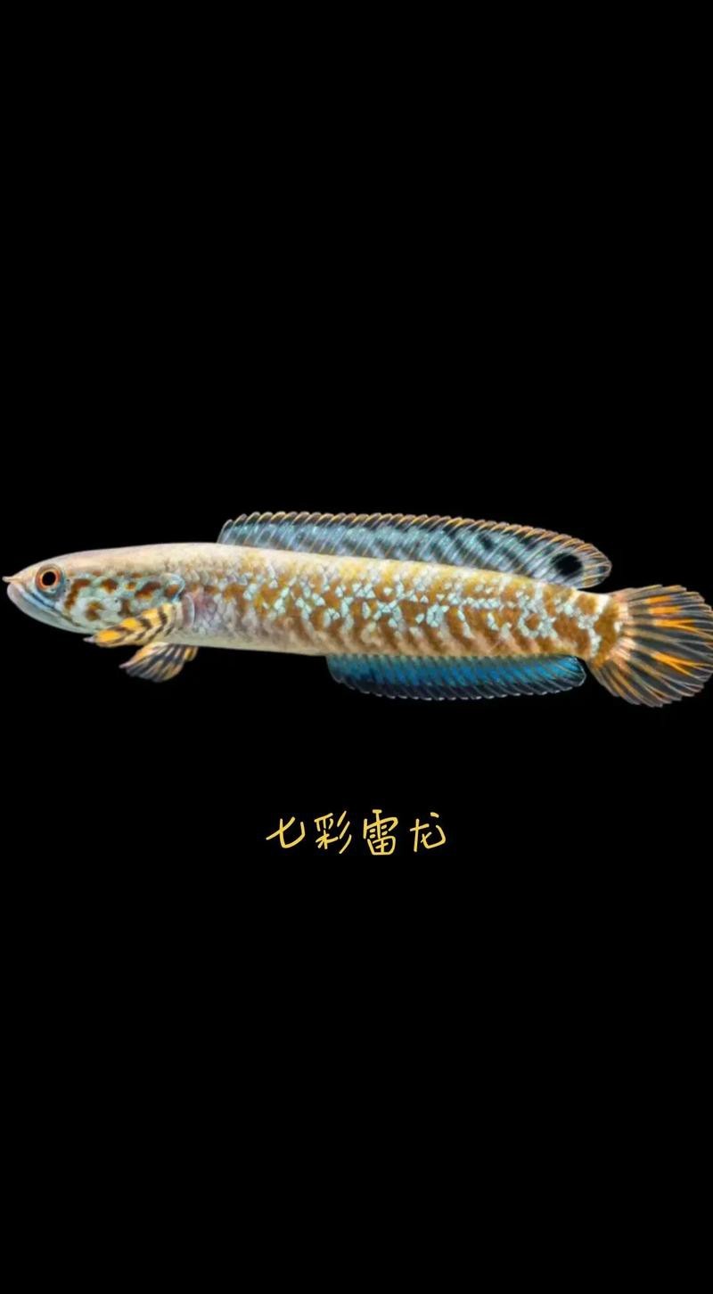 七彩雷龍魚公母圖鑒 七彩雷龍魚公母圖鑒 龍魚百科 第3張
