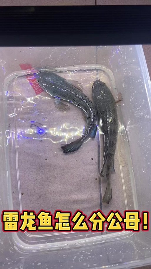 七彩雷龍魚公母圖鑒 七彩雷龍魚公母圖鑒 龍魚百科 第2張