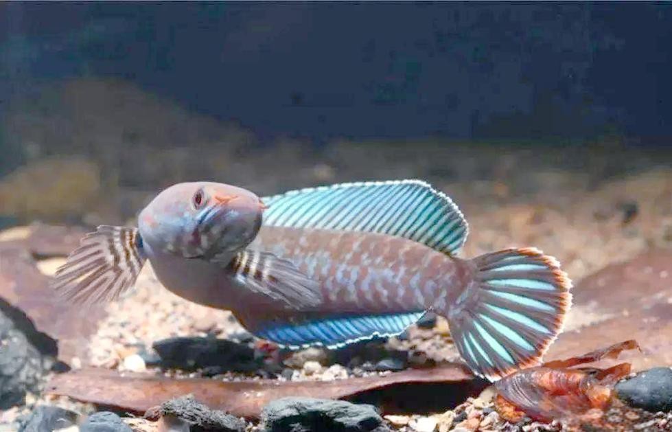 七彩雷龍魚公母圖鑒 七彩雷龍魚公母圖鑒 龍魚百科 第9張