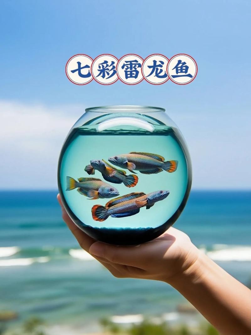 七彩雷龍魚公母圖鑒 七彩雷龍魚公母圖鑒 龍魚百科 第7張