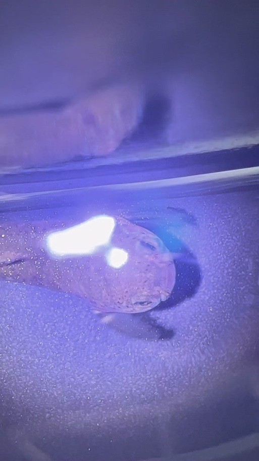七彩雷龍魚公母圖鑒 七彩雷龍魚公母圖鑒 龍魚百科 第12張