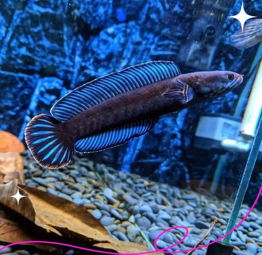 七彩雷龍魚公母圖鑒 七彩雷龍魚公母圖鑒 龍魚百科 第20張