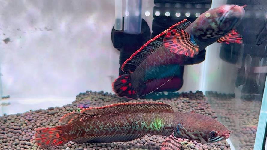 七彩雷龍魚公母圖鑒 七彩雷龍魚公母圖鑒 龍魚百科 第19張