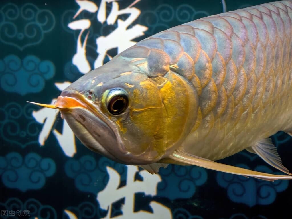 金龍魚水溫多少度合適【銀龍魚正常水溫要多少度飼養才合適】