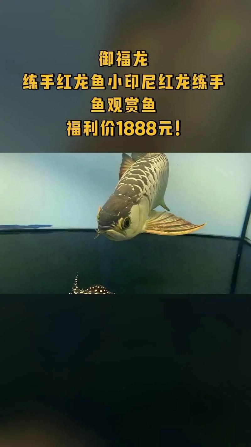 花星魚的功效與作用