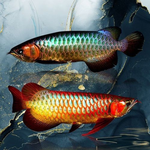 花星魚的功效與作用