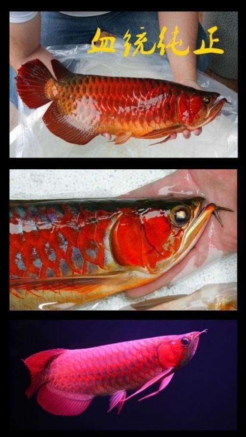 花星魚的功效與作用