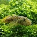 花星魚的功效與作用