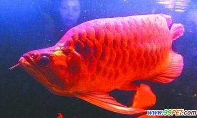 龍魚有點翹頭怎么回事（龍魚翹頭怎么回事）