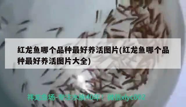 運(yùn)城市鹽湖區(qū)東城同緣水族（運(yùn)城東花園水上樂(lè)園開(kāi)放了嗎） 運(yùn)城市鹽湖區(qū)東城同緣水族（運(yùn)城東花園水上樂(lè)園開(kāi)放了嗎） 全國(guó)水族館企業(yè)名錄