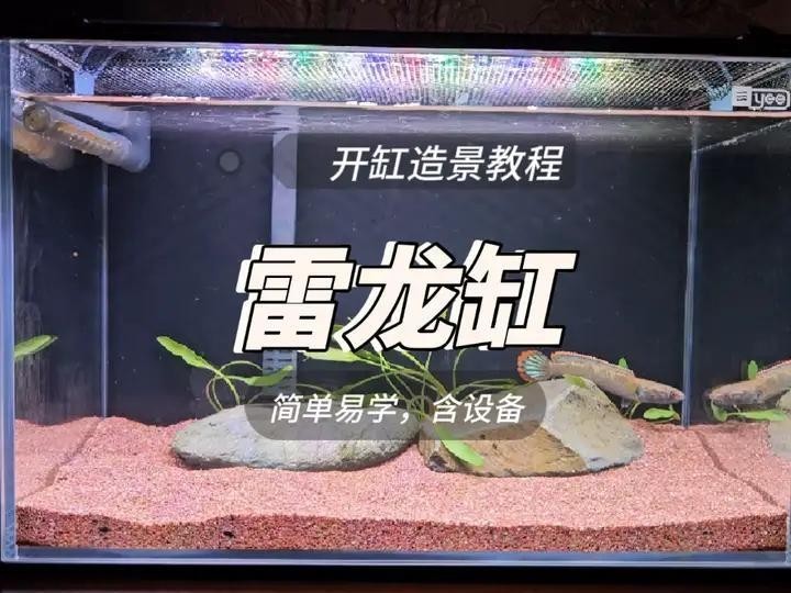 雷龍魚如何布景