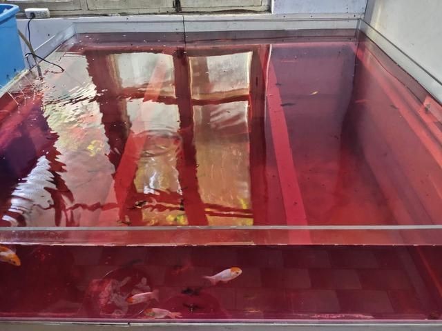 高錳酸鉀消毒魚(yú)缸的具體用量是多少：關(guān)于高錳酸鉀消毒魚(yú)缸的具體用量